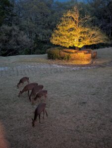 伊豆マリオットホテル修善寺の庭園に現れた野生の鹿の群れ